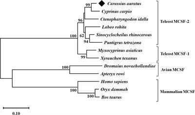 Molecular characterization, gene expression and functional analysis of goldfish (Carassius auratus L.) macrophage colony stimulating factor 2